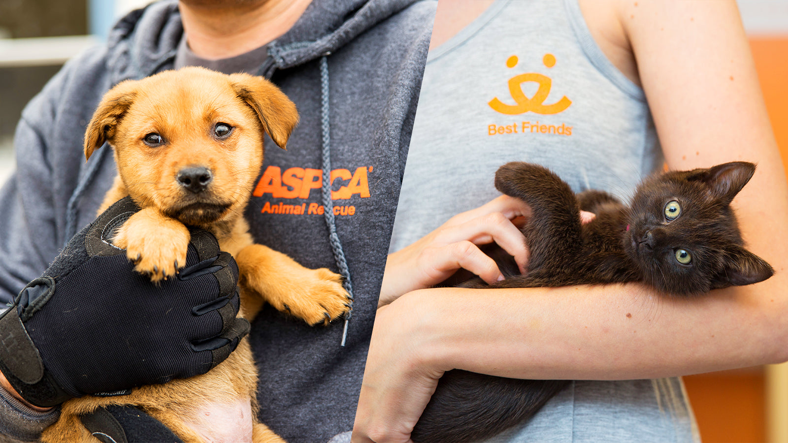 Best Friends Animal Society + Lil BUB’s BIG Fund for the ASPCA