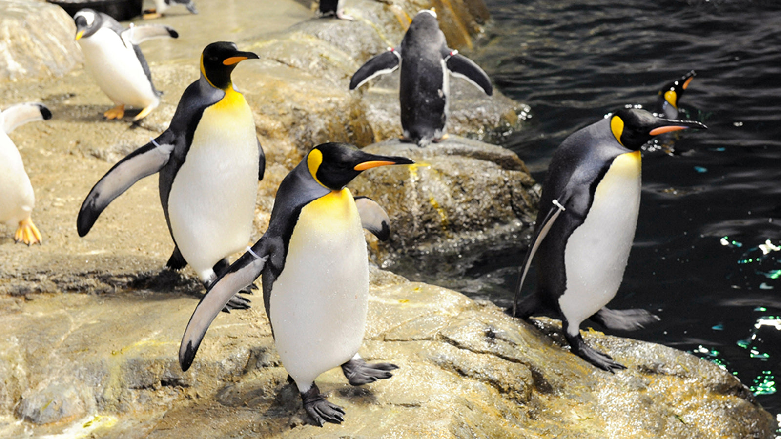 A group of penguins stand on rocks at the waters edge.