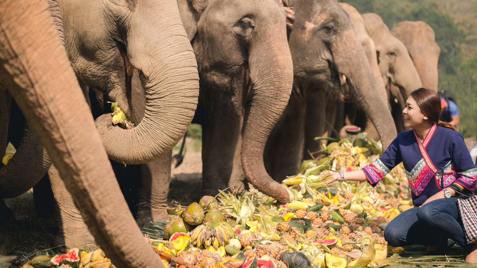 A woman feeds a group of elephants