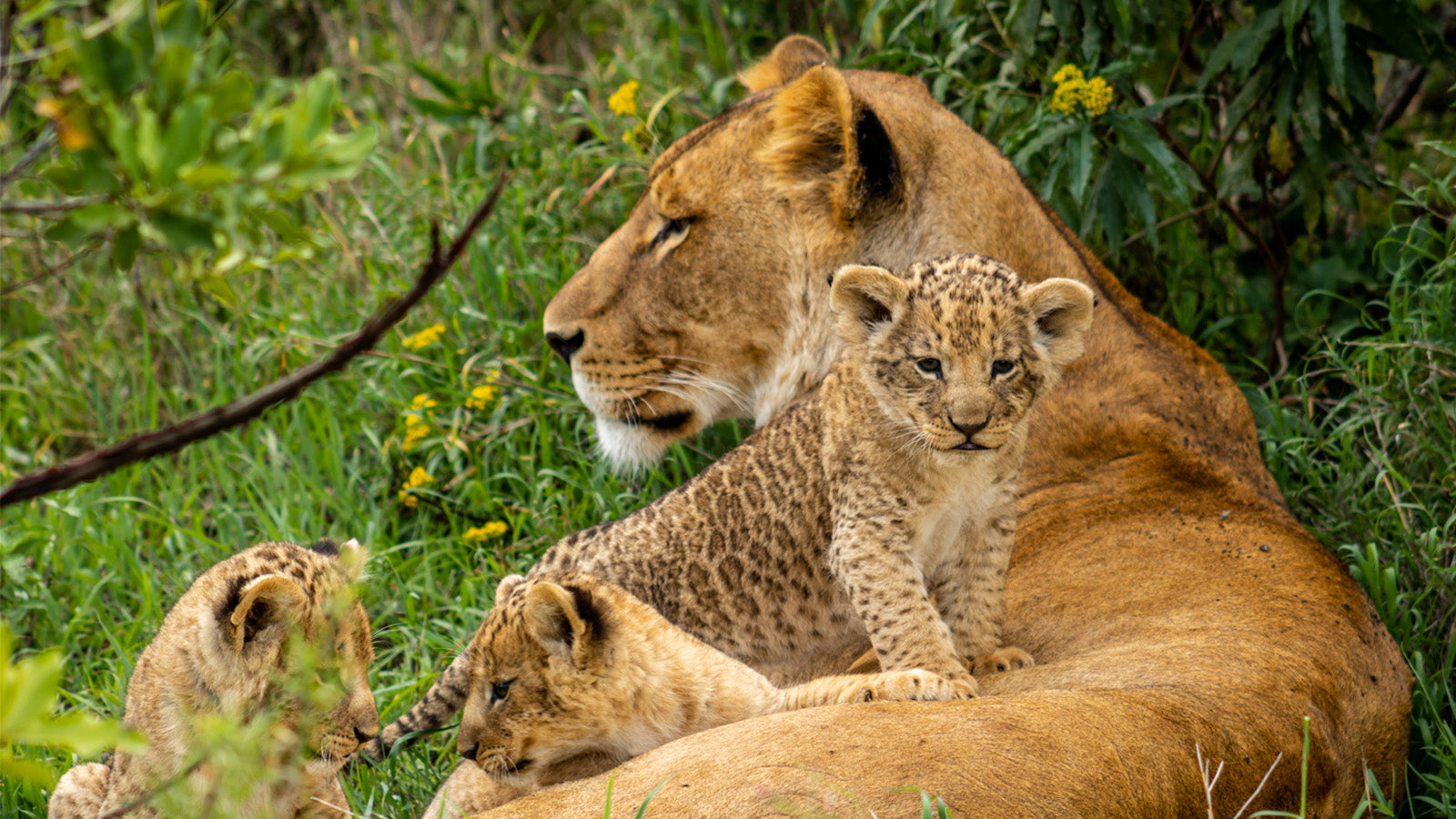 Lioness and three lion cubs are relaxing in the grass in the Ol Pejeta Conservancy in Kenya.